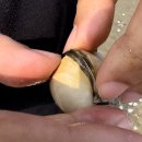 조용한 캠핑장 추천 서해 바다 태안 마검포힐링캠핑장 하프글램핑 4번 사이트 후기 (f.갯벌조개잡이체험)