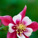 꽃그림 색연필화 이미지