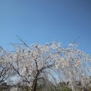 서울 가볼만한곳 구로 푸른수목원 벚꽃 산책길