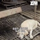 후후 | 기적과 사랑의 아이콘 '후후' 입양 후기