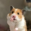 하비쇼룸