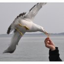 일산4리 이미지