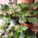 행복구대 이미지