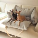 펫드라이브 | 강아지 카시트 추천 두마리 2년간 사용중 펫테일 바리스타 후기