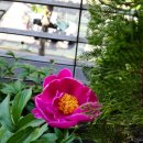 박선치과의원 | 2022.05.25 초록초록 숲속⛺