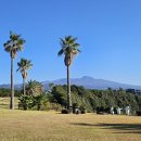 안덕면 문화마을 내 | 은퇴후의삶,빛나는 서귀포살이,안덕면 화순문화마을에서 가을정취속의 먼나무 길,,,,