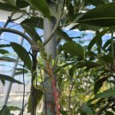 은혜과일 이미지