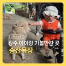 에그카페24송산점 | 송산목장 광주 아이랑 가볼만한곳 양떼 먹이주기 승마체험 후기