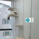 수원고양이호텔 가토캣슬 | 수원 칸막이 ,화성.동탄.용인.오산 고양이호텔 영통동 래핑 칸막이 공사 현장