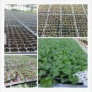 한마음영농조합법인 이미지