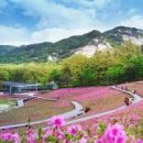 불암산철쭉동산 철쭉축제 꽃 개화 상황 노원구 가볼만한곳 이미지