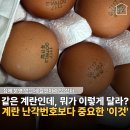 평사농장 | “둘 다 난각번호 2번인데.. ‘이건’ 왜 더 싸지?” 코스트코 vs 한살림 장보기 계란 리얼 비교 후기