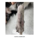 평택축협동물병원 | 평택 팽성 동물병원 강아지 발가락 골절 수술 후기