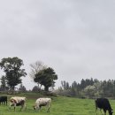 여운목장 | 제주 아이랑 가볼만한곳 아침미소목장 입장료 무료에 체험까지 완벽했던 솔직 후기
