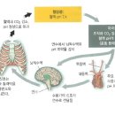 호흡성산혈증과 고혈압 이미지