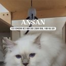 버만캣패밀리 이미지