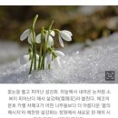 눈 속에서 피는 꽃, 설강화 이미지