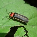 반딧불이 이미지