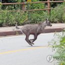 산양2호 이미지