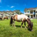 스파벨리스 이미지