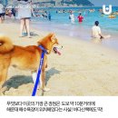 평원애견 이미지