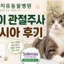 도곡종합동물병원 | [도곡치유 동물병원] 고양이 관절주사, 솔렌시아 후기 케이스뒷다리 파행과 통증 관리, 고양이도 관절염...