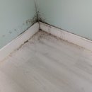 금빛크린 이미지