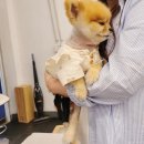 오앤피서울 | 강아지 슬개골 보호대 펫츠오앤피 상담후기