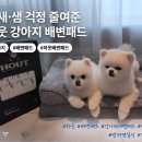댕댕이루 | [댕댕이 배변패드 추천] 흡수력 좋은 HOUT 소형견 배변패드 사용 후기 🐶
