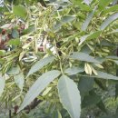 물푸레나무 (식물) [Fraxinus rhynchophylla]/(진백목) 이미지