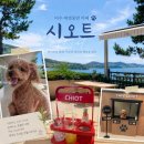 전남 여수 실내 애견동반 카페 시오트 내돈내산 솔직후기