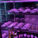 신반포로47길 87 (1) | [신사 맛집] 장어구이 맛집 ‘본가장어 신사 본점’ 내돈내산 후기 (+아쉬운 점)