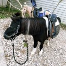 부연목장 이미지