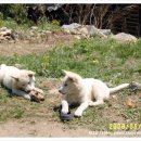 세쌍둥이네 풀꽃세상 이미지