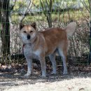 애견전람회 이미지