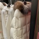 마로니에르 이미지