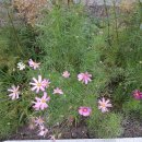 코스모스아파트경로당 이미지