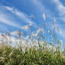 평택 원평나루 억새축제 이미지