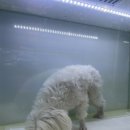 해피애견왕국 이미지