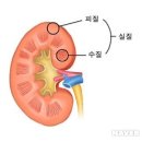 신장