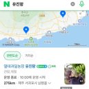 일석농장 | [제주] 열대과일농장 유진팡 제주아이랑 가볼만한곳 바나나따기 체험 / 후기