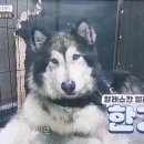 한강켄넬 이미지