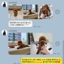 더독그루머스 이미지