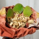 표현하는 즐거움+ 유화 이미지