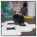 털복숭이친구들 | 태백포메라니안분양 털복숭이 막내딸