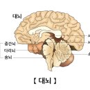 ﻿중추신경계(Central nervous system) 이미지