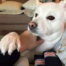 명문애견 이미지