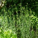 좀아마냉이 Camelina microcarpa Andrz. ex DC. 이미지