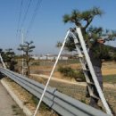 국도24호선가로수 이미지