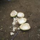 놀부농장 이미지